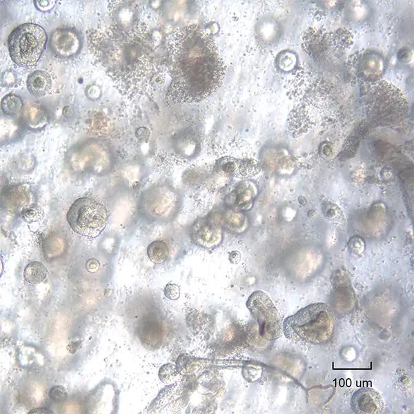 Bovine ileum derived organoids